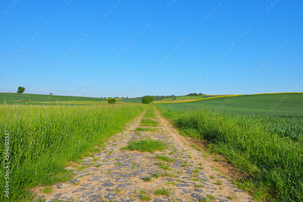 Field Path in Spring, Buedingen, Hesse, Germany Field Path in Spring, Buedingen, Hesse, Germany