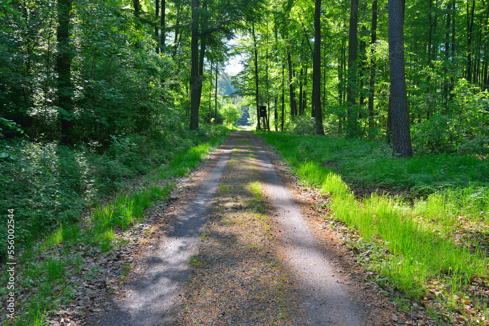 Forest Path in Spring, Kefenrod, Hesse, Germany Forest Path in Spring, Kefenrod, Hesse, Germany