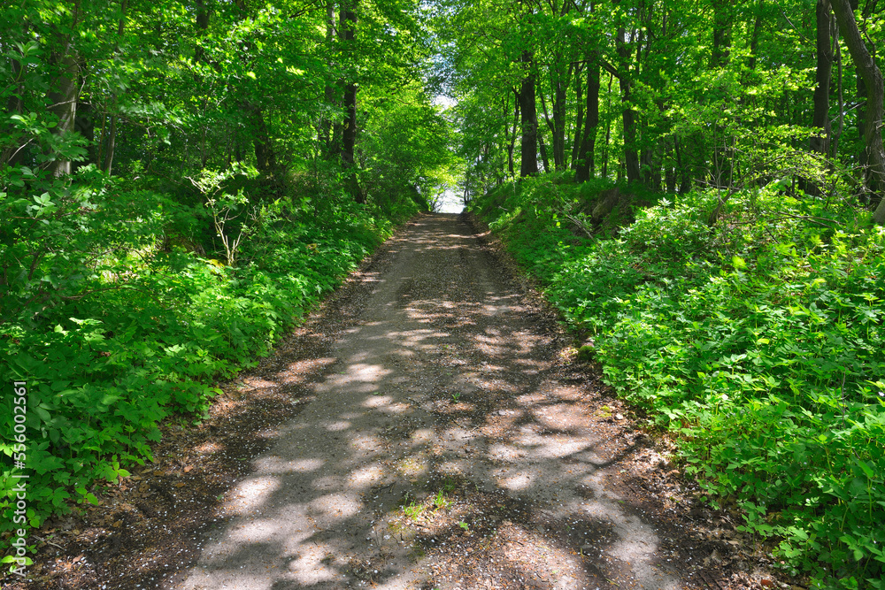 Forest Path in Spring, Grebenhain, Hesse, Germany Forest Path in Spring, Grebenhain, Hesse, Germany