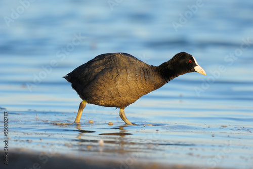 Eurasian Coot (Fulica atra) in Spring, Illmitz, Lake Neusiedl, Burgenland, Austria photo