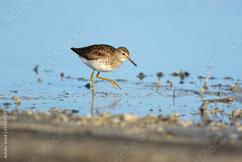 Wood Sandpiper (Tringa glareola) in Spring, Illmitz, Lake Neusiedl, Burgenland, Austria photo