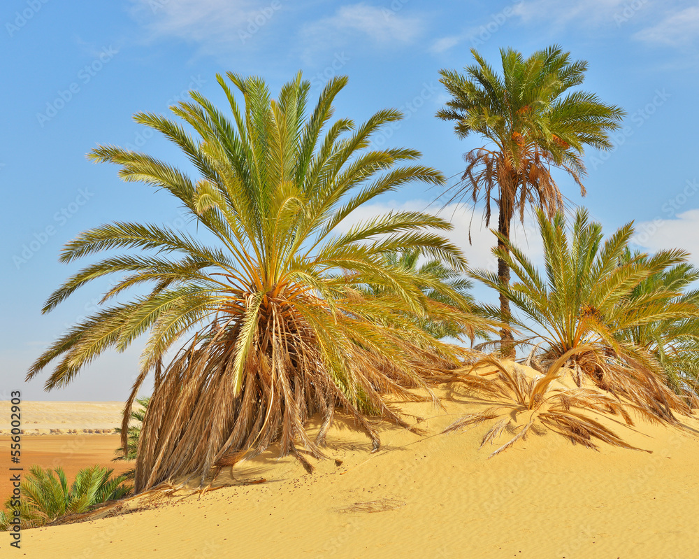 Date Palms in Desert, Matruh Governorate, Libyan Desert, Sahara Desert, Egypt, Africa Date Palms in Desert, Matruh Governorate, Libyan Desert, Sahara Desert, Egypt, Africa