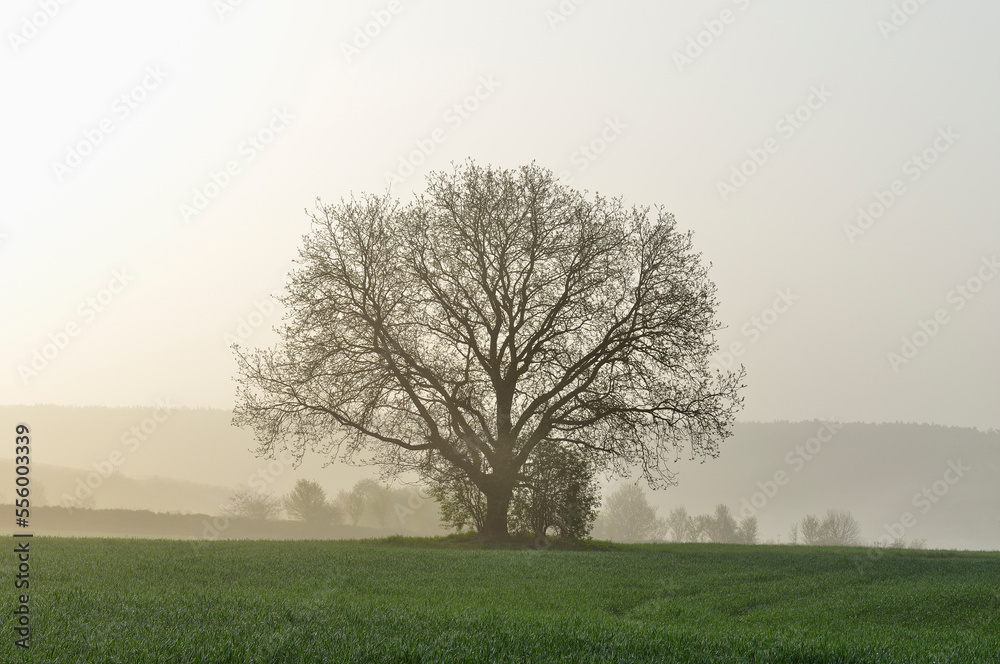 Tree in early Spring in Morning, near Retzbach and Wurzburg, Lower Franconia, Bavaria, Germany Tree in early Spring in Morning, near Retzbach and Wurzburg, Lower Franconia, Bavaria, Germany