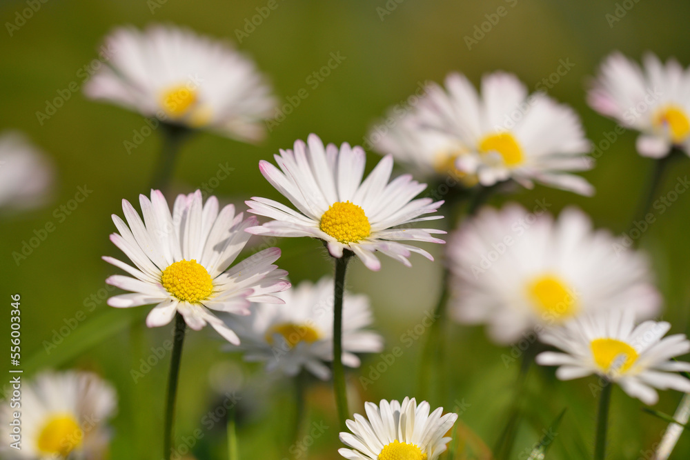Common Daisy (Bellis perennis) in Spring, Russelsheim, Hesse, Germany Common Daisy (Bellis perennis) in Spring, Russelsheim, Hesse, Germany