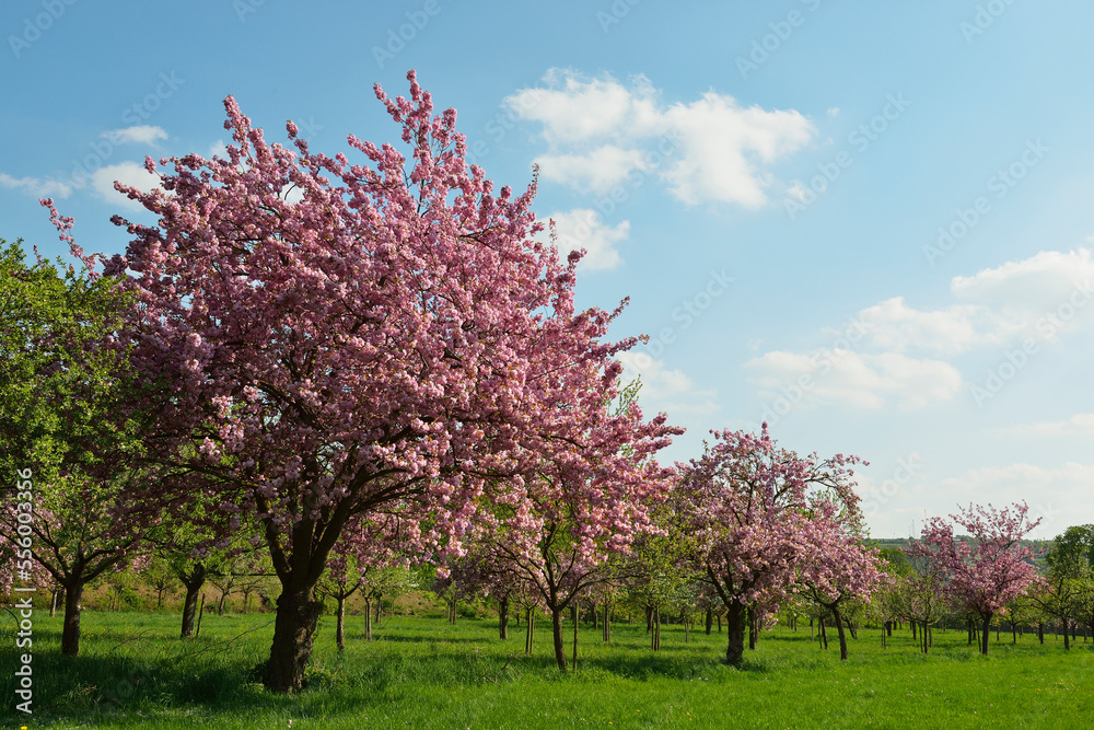 Blooming Cherry Tree in Castle Park in Spring, Weikersheim, Baden-Wurttemberg, Germany Blooming Cherry Tree in Castle Park in Spring, Weikersheim, Baden-Wurttemberg, Germany