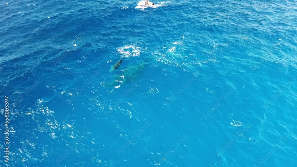 Aerial view of a boat following a sperm whale, Sao Miguel, Azores, Portugal. Aerial view of a boat following a sperm whale, Sao Miguel, Azores, Portugal.