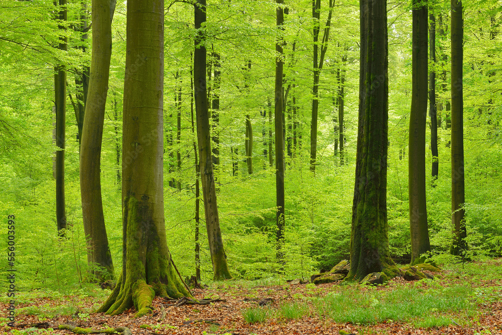 Beech Tree Forest in Spring, Spessart, Bavaria, Germany Beech Tree Forest in Spring, Spessart, Bavaria, Germany