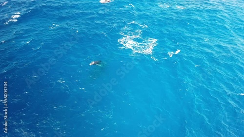 Wallpaper Mural Aerial view of a boat following a sperm whale, Sao Miguel, Azores, Portugal. Torontodigital.ca
