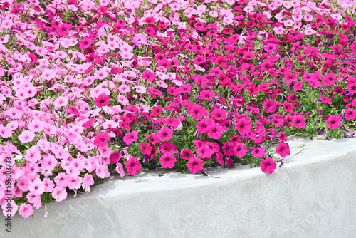 Pink and Purple Petunias