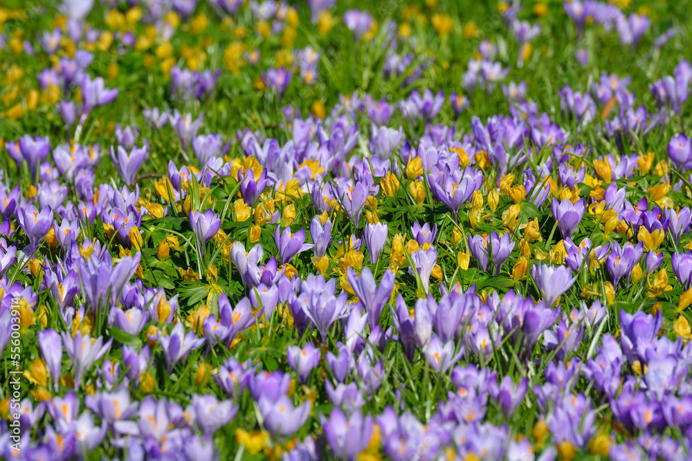 Close-up of crocus and winter aconite (Eranthis) in spring, Husum, Schlosspark, Schleswig-Holstein, Germany Close-up of crocus and winter aconite (Eranthis) in spring, Husum, Schlosspark, Schleswig-Holstein, Germany