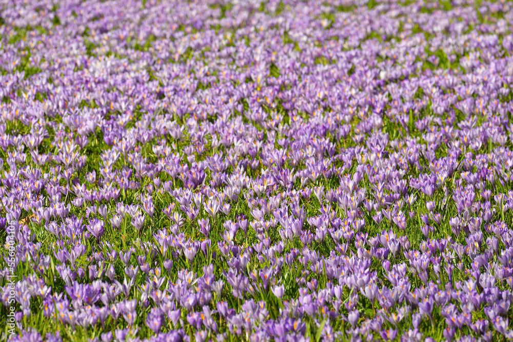 Field of Crocus in Spring, Husum Schlosspark, Schleswig-Holstein, Germany Field of Crocus in Spring, Husum Schlosspark, Schleswig-Holstein, Germany