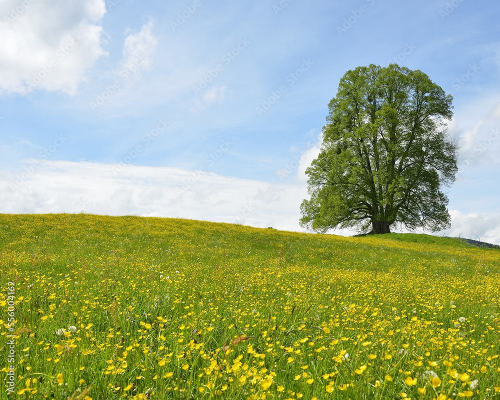 Lime Tree in blooming Meadow, Spring, Upper Bavaria, Bavaria, Germany Lime Tree in blooming Meadow, Spring, Upper Bavaria, Bavaria, Germany