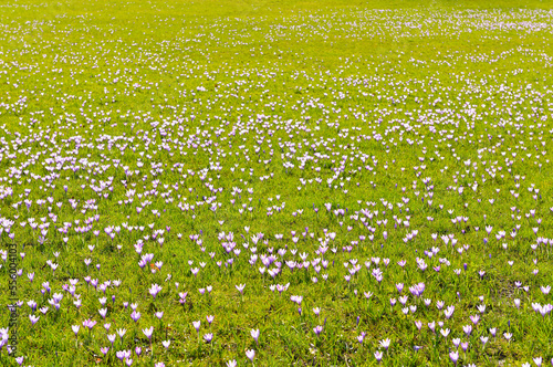 Field of Crocus in Spring, Husum Schlosspark, Schleswig-Holstein, Germany photo