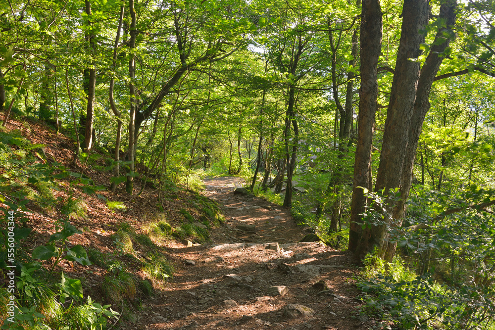 Trail to Mountain Top, Danzwiesen, Milseburg, Rhon Mountain Range, Hesse, Germany Trail to Mountain Top, Danzwiesen, Milseburg, Rhon Mountain Range, Hesse, Germany