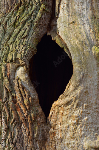 Old Oak Tree with Knothole, Urwald Sababurg, Hofgeismar, Reinhardswald, Hesse, Germany photo