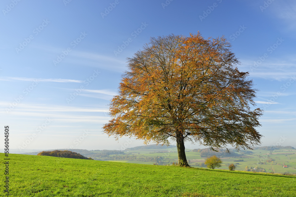 Oak Tree in Autumn, Vogelsbergkreis, Hesse, Germany Oak Tree in Autumn, Vogelsbergkreis, Hesse, Germany