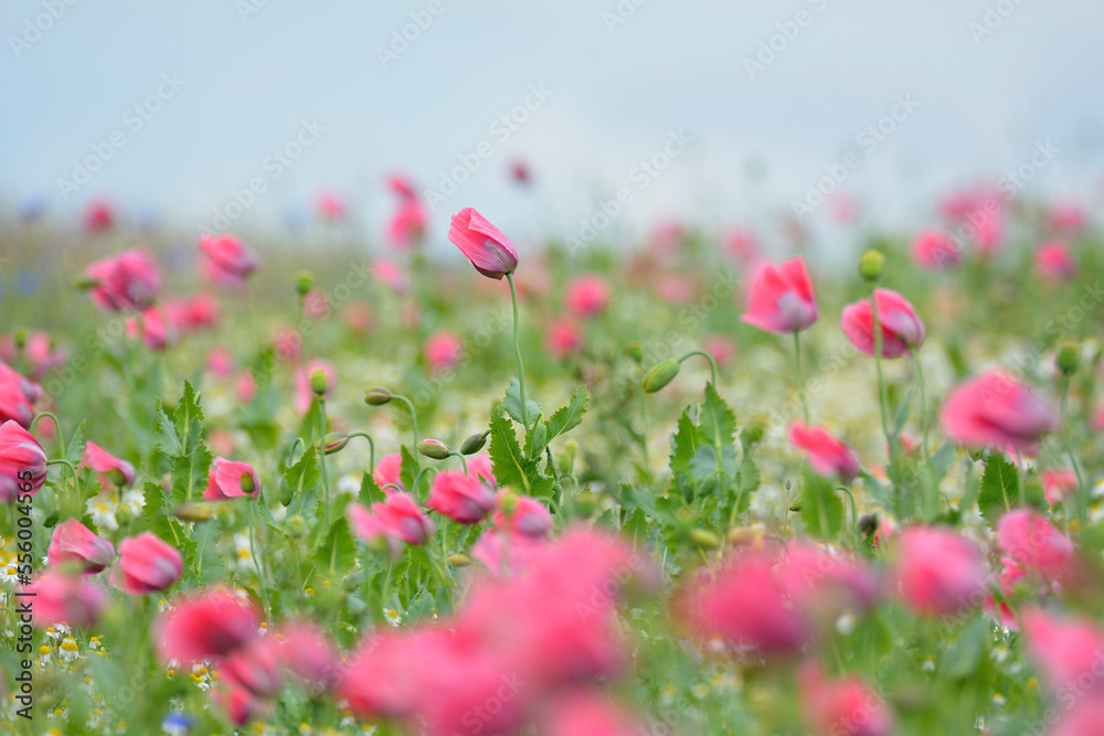 Close-up of Opium Poppy Field (Papaver somniferum) Summer, Germerode, Hoher Meissner, Werra Meissner District, Hesse, Germany