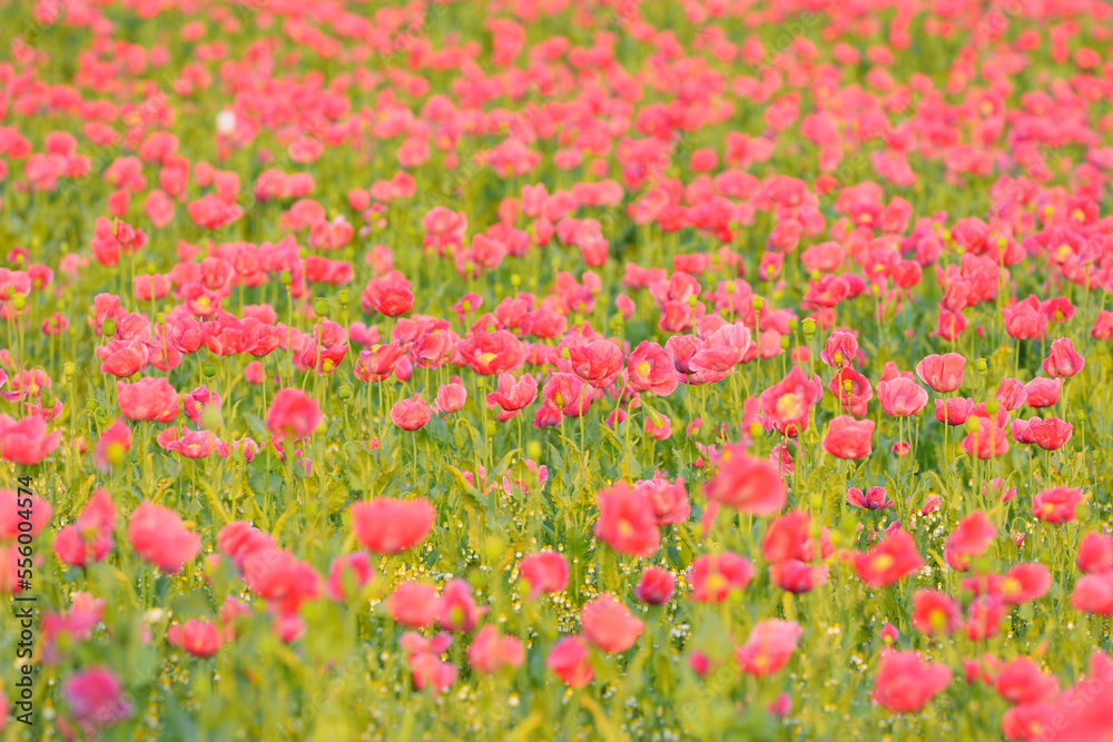 Opium Poppy Field (Papaver somniferum) Summer, Germerode, Hoher Meissner, Werra Meissner District, Hesse, Germany Opium Poppy Field (Papaver somniferum) Summer, Germerode, Hoher Meissner, Werra Meissner District, Hesse, Germany