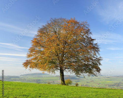 Oak Tree in Autumn, Vogelsbergkreis, Hesse, Germany photo