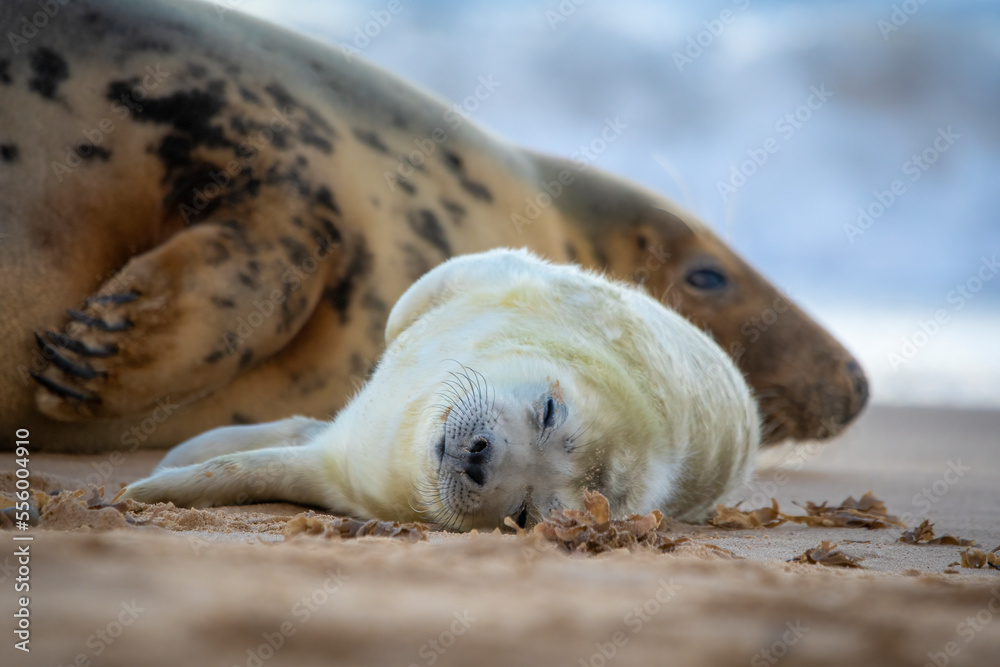 seal on the beach