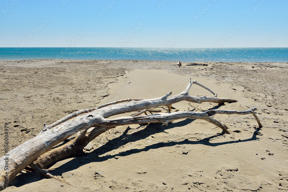 Driftwood on Sandy Beach, Mediterranean Sea, Saintes-Maries-de-la-Mer, Camargue, Bouches-du-Rhone, Provence-Alpes-Cote d'Azur, France Driftwood on Sandy Beach, Mediterranean Sea, Saintes-Maries-de-la-Mer, Camargue, Bouches-du-Rhone, Provence-Alpes-Cote d'Azur, France