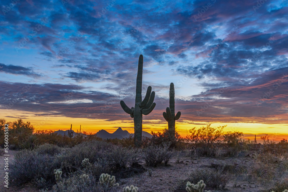 Saguaro Cactus At Sunset Time In Scottsdale AZ
