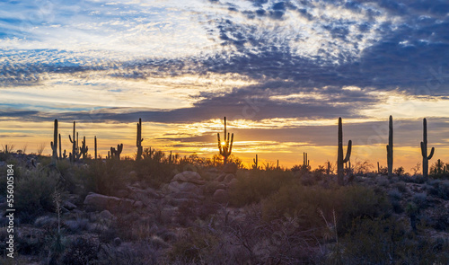 Wide Ratio Arizona Sunset Desert Landscape Near Scottsdale