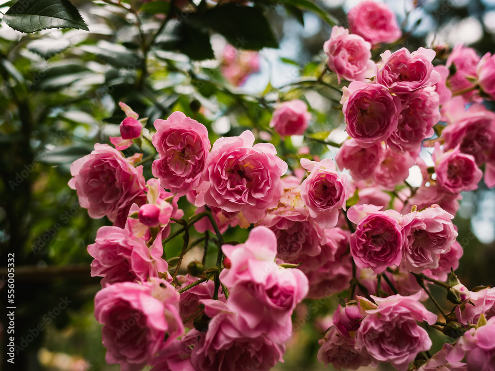 Obraz premium pink flowers in garden
