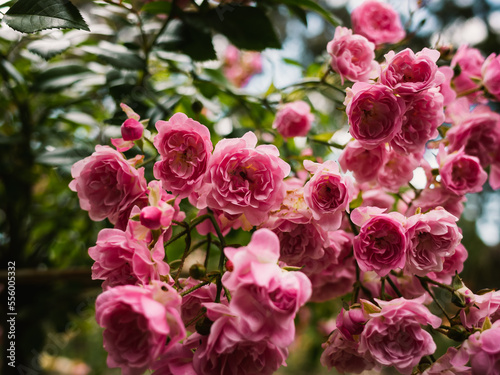 pink flowers in garden