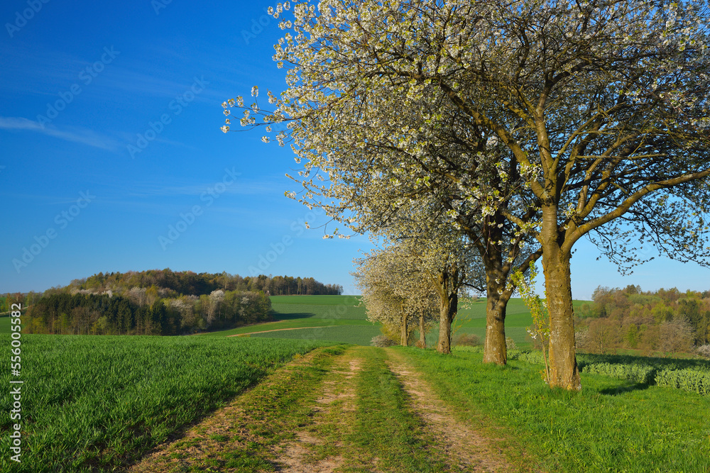 Dirt Road through Field with Blooming Cherry Tree in Spring, Reichartshausen, Amorbach, Odenwald, Bavaria, Germany Dirt Road through Field with Blooming Cherry Tree in Spring, Reichartshausen, Amorbach, Odenwald, Bavaria, Germany