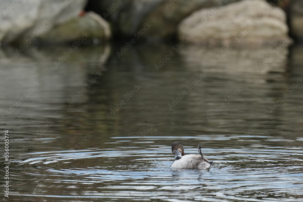 greater scaup is bathing in a pond greater scaup is bathing in a pond
