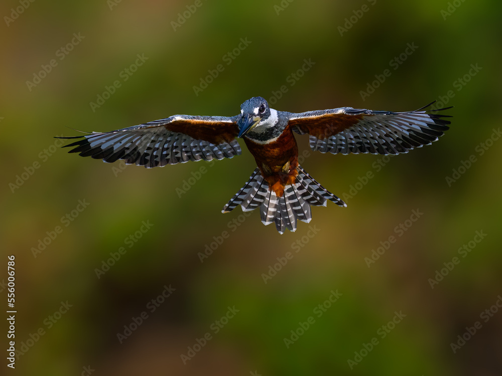 Fototapeta premium Ringed Kingfisher in flight in Pantanal, Brazil