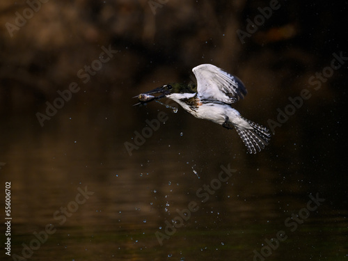 Amazon Kingfisher in flight with fish