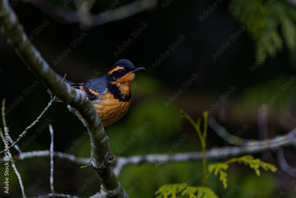 Varied Thrush on a tree branch in Puyallup, Washington.
