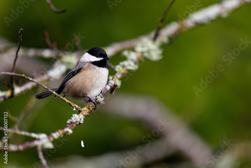 Black-capped chickadee perched on a tree branch in Puyallup, Washington.