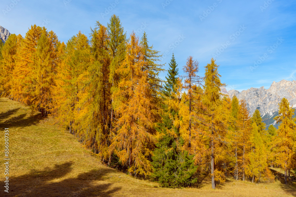 Beautifully Colored Larches in Autumn, Passo di Falzarego, Cortina d'Ampezzo, Veneto, Dolomites, Italy Beautifully Colored Larches in Autumn, Passo di Falzarego, Cortina d'Ampezzo, Veneto, Dolomites, Italy