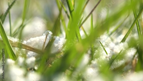 Lush grass covered with snow wakes up after winter time. Green leaves in meadow on blurred background. Nature in early spring extreme closeup