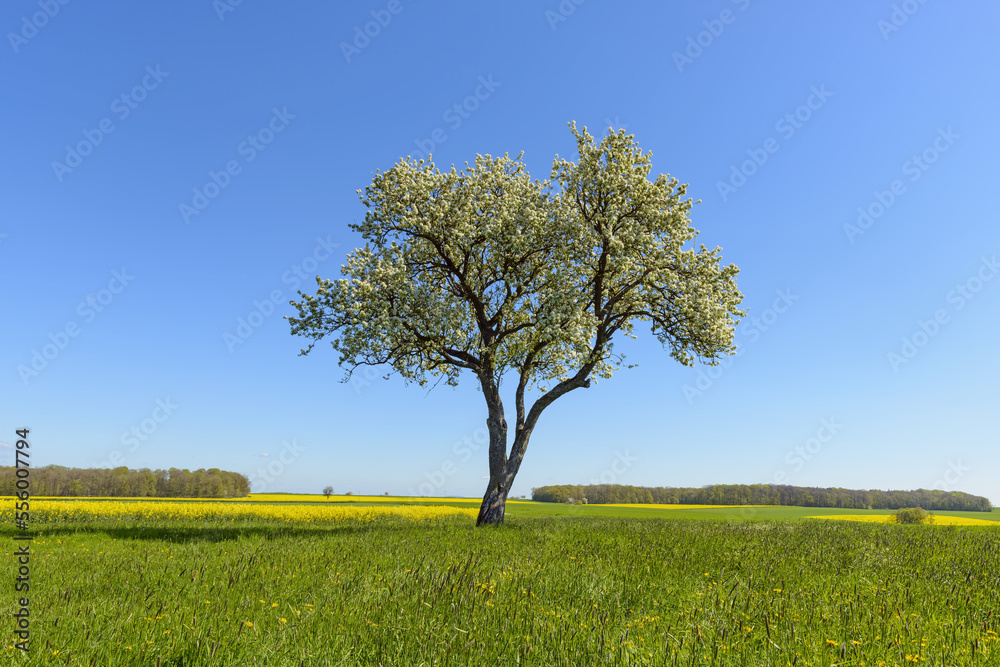 Blossoming Pear Tree in Spring, Lichtel, Baden-Wurttemberg, Germany Blossoming Pear Tree in Spring, Lichtel, Baden-Wurttemberg, Germany