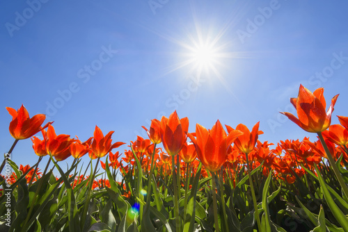 Red Tulips with Sun in Spring, Abbenes, North Holland, Netherlands photo