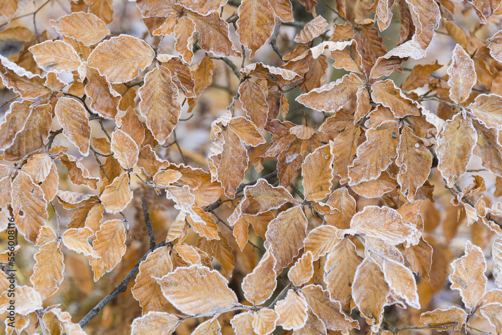 Close-up of beech tree leaves in autumn covered with rime in the Odenwald hills in Bavaria, Germany Close-up of beech tree leaves in autumn covered with rime in the Odenwald hills in Bavaria, Germany