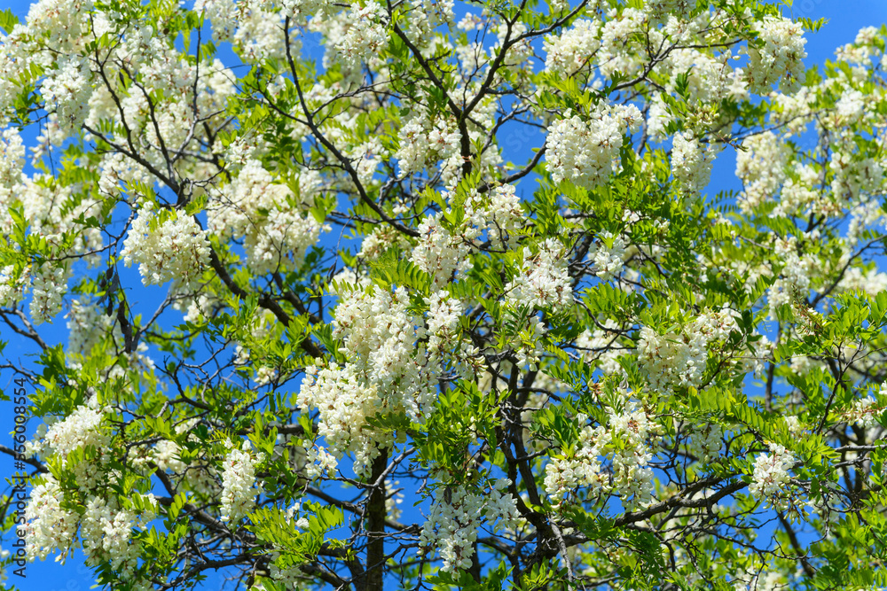 Close-up of a black locust tree (Robinia pseudoacacia) in full bloom on a sunny day in Spring at Lake Neusiedl in Burgenland, Austria Close-up of a black locust tree (Robinia pseudoacacia) in full bloom on a sunny day in Spring at Lake Neusiedl in Burgenland, Austria