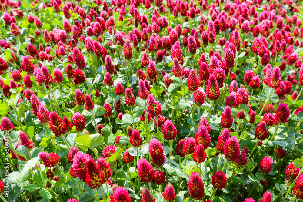 Close-up of crimson clover (Trifolium incarnatum) growing in a field in Burgenland, Austria Close-up of crimson clover (Trifolium incarnatum) growing in a field in Burgenland, Austria