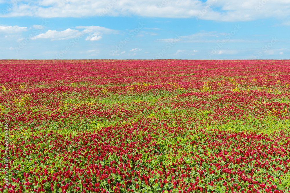 Field of crimson clover (Trifolium incarnatum) on a sunny day in Burgenland, Austria Field of crimson clover (Trifolium incarnatum) on a sunny day in Burgenland, Austria