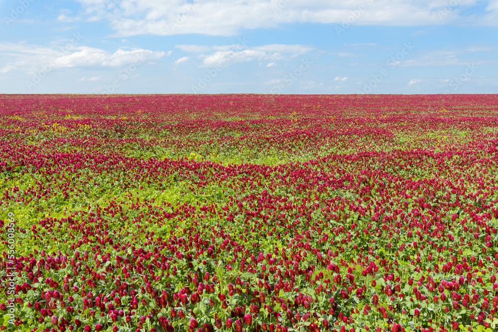 Field of crimson clover (Trifolium incarnatum) on a sunny day in Burgenland, Austria Field of crimson clover (Trifolium incarnatum) on a sunny day in Burgenland, Austria