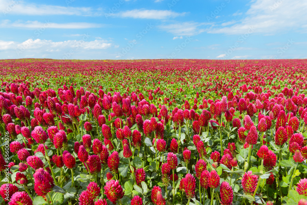 Field of crimson clover (Trifolium incarnatum) on a sunny day in Burgenland, Austria Field of crimson clover (Trifolium incarnatum) on a sunny day in Burgenland, Austria