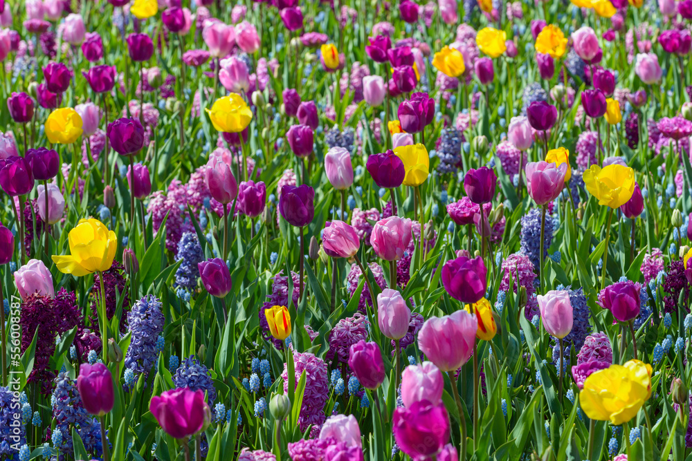 Colorful tulips and hyacinth in spring at the Keukenhof Gardens in Lisse, South Holland in the Netherlands Colorful tulips and hyacinth in spring at the Keukenhof Gardens in Lisse, South Holland in the Netherlands
