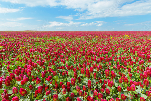 Wallpaper Mural Field of crimson clover (Trifolium incarnatum) on a sunny day in Burgenland, Austria Torontodigital.ca
