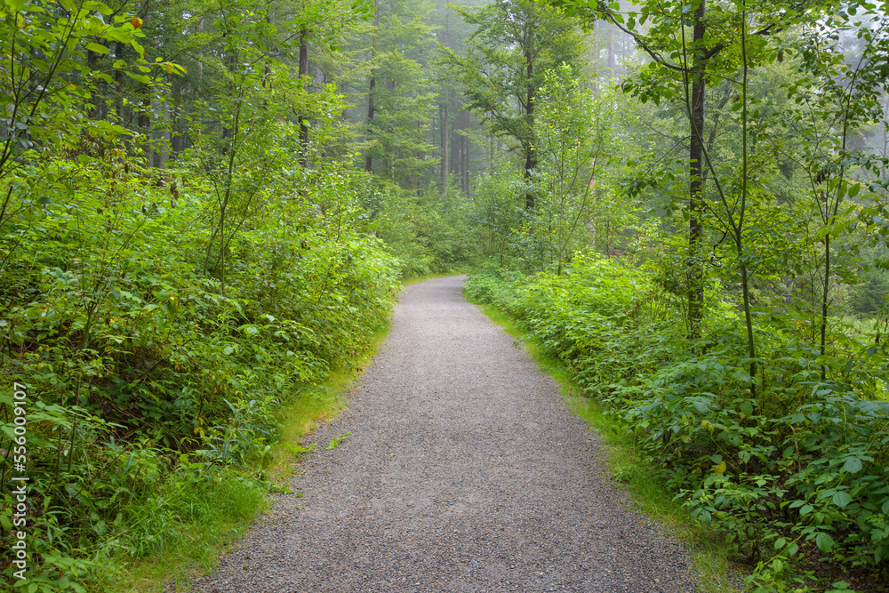 Trail through forest in the morning at Neuschoenau in the Bavarian Forest National Park, Bavaria, Germany Trail through forest in the morning at Neuschoenau in the Bavarian Forest National Park, Bavaria, Germany