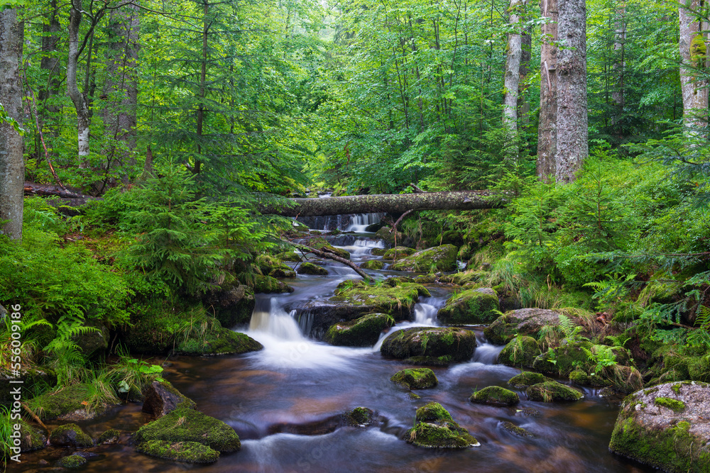 Mountain stream after rain at Kleine Ohe at Waldhauser in the Bavarian Forest National Park in Bavaria, Germany Mountain stream after rain at Kleine Ohe at Waldhauser in the Bavarian Forest National Park in Bavaria, Germany