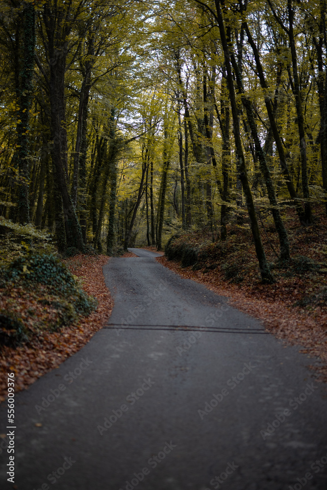 Naklejka premium otoño